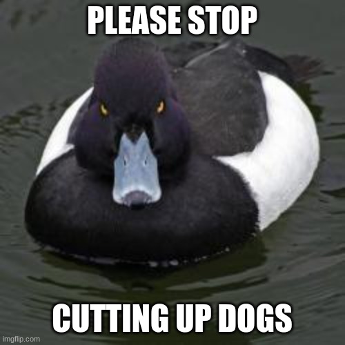 Angry Advice Mallard | PLEASE STOP CUTTING UP DOGS | image tagged in angry advice mallard | made w/ Imgflip meme maker