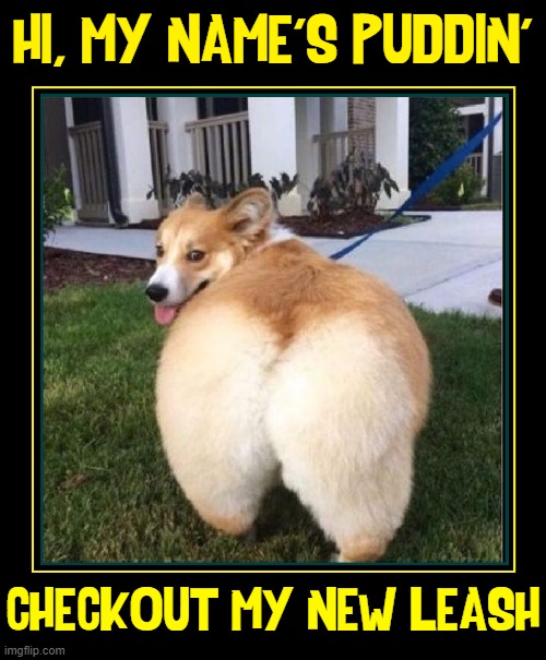 Yes, the leash is nice, Puddin' | HI, MY NAME'S PUDDIN'; CHECKOUT MY NEW LEASH | image tagged in vince vance,dogs,big butts,irony,funny dog memes,corgi | made w/ Imgflip meme maker