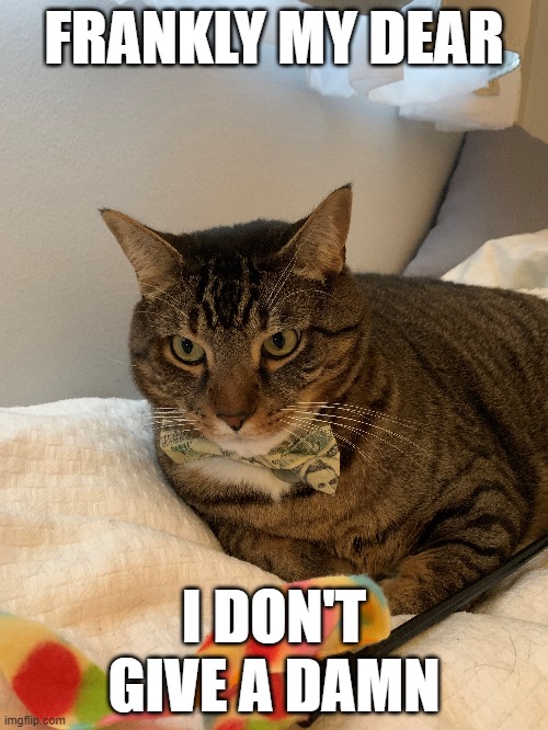 Frankly My dear | FRANKLY MY DEAR; I DON'T GIVE A DAMN | image tagged in animals,gangster,cats,grumpy cat,funny cats | made w/ Imgflip meme maker