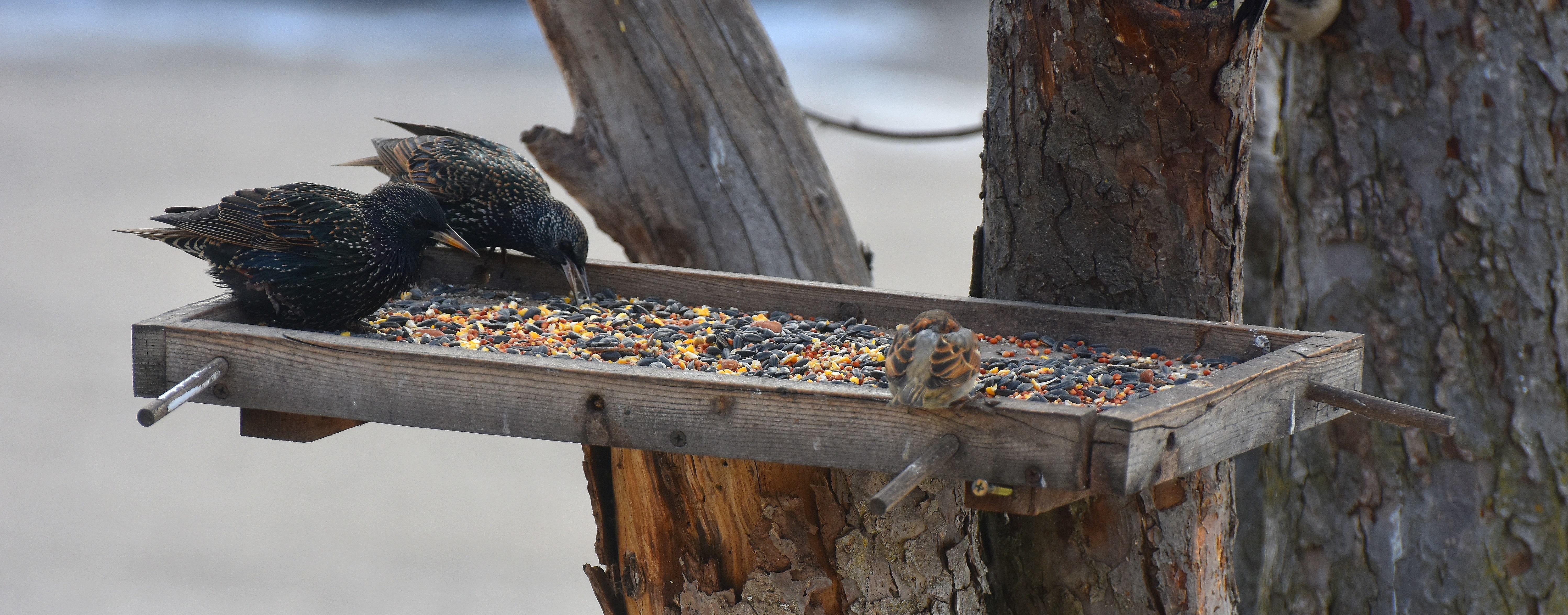 Starlings and a sparrow | made w/ Imgflip meme maker