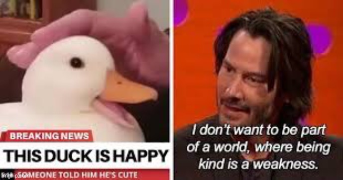 This duck is Happy | image tagged in ducks,memes,funny,happy,duck,quack | made w/ Imgflip meme maker