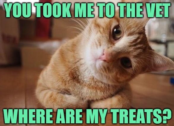 Where are my treats? |  YOU TOOK ME TO THE VET; WHERE ARE MY TREATS? | image tagged in curious question cat,cats,veterinarian,humor,funny memes,so true | made w/ Imgflip meme maker
