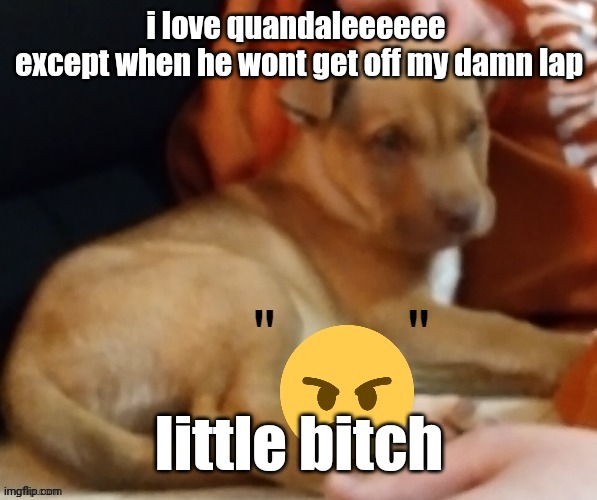 he sleeps so dang much | i love quandaleeeeee 
except when he wont get off my damn lap; little bitch | image tagged in ty pogchamp | made w/ Imgflip meme maker