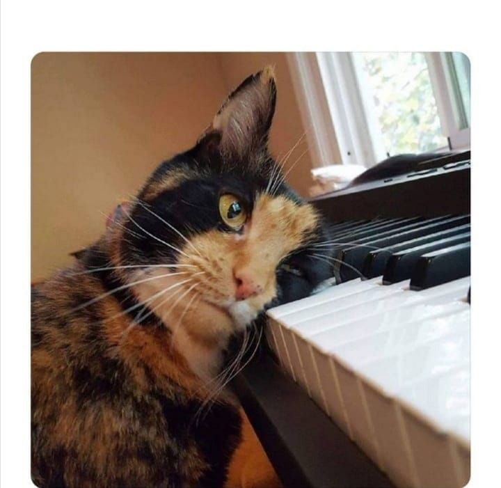 High Quality Piano Cat Blank Meme Template