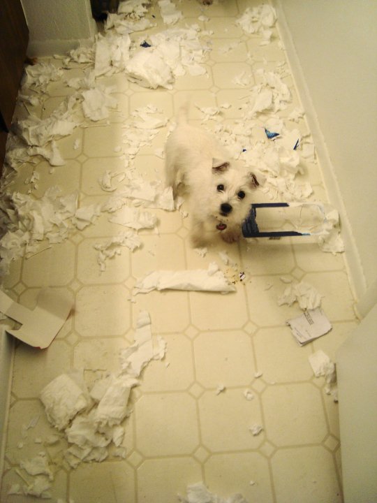 image tagged in funny,dogs