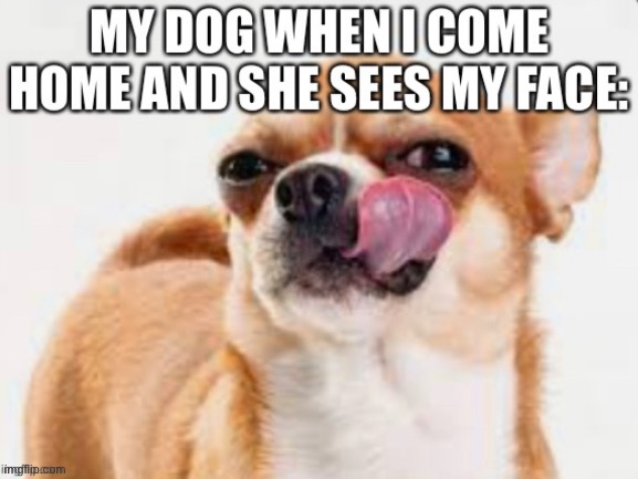 Mmmmm…. Tasty face…… | image tagged in doggie | made w/ Imgflip meme maker