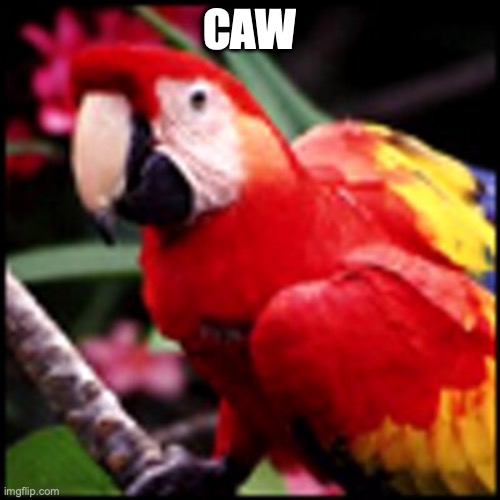 Macaw Red | CAW | image tagged in macaw red | made w/ Imgflip meme maker