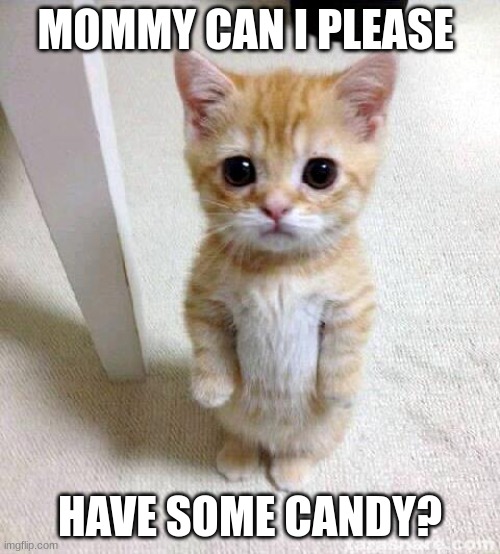 Cute Cat |  MOMMY CAN I PLEASE; HAVE SOME CANDY? | image tagged in memes,cute cat | made w/ Imgflip meme maker