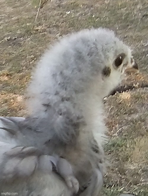 Look at this bird. | made w/ Imgflip meme maker