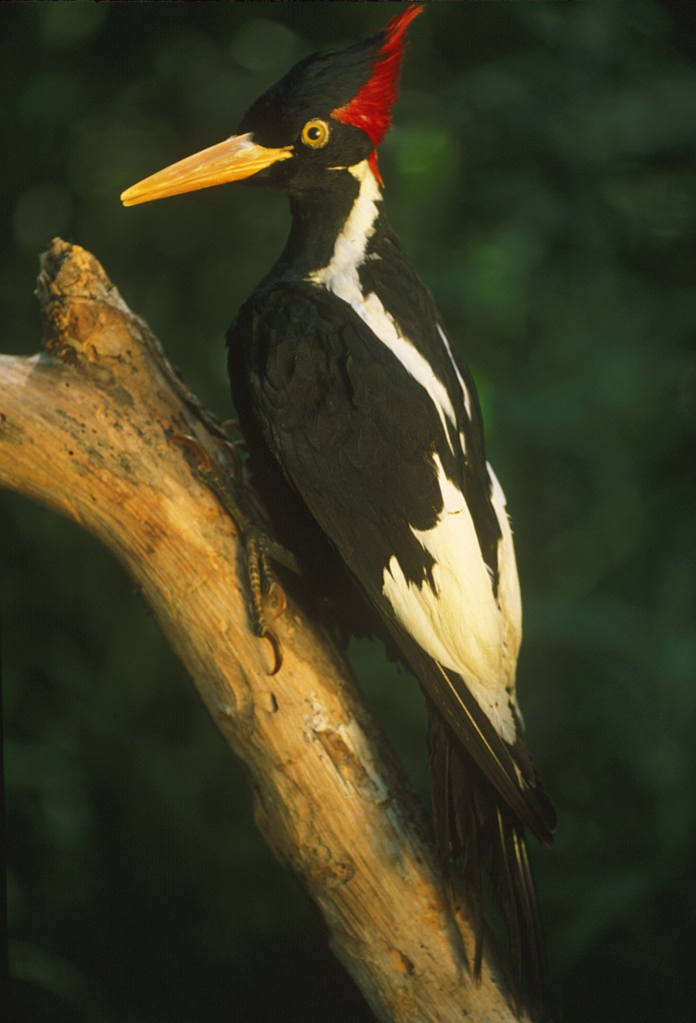 extinct-ass bird Blank Meme Template