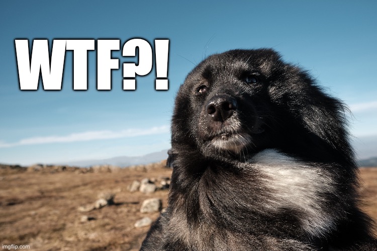 Wtf?! | WTF?! | image tagged in wtf,funny dogs,really | made w/ Imgflip meme maker
