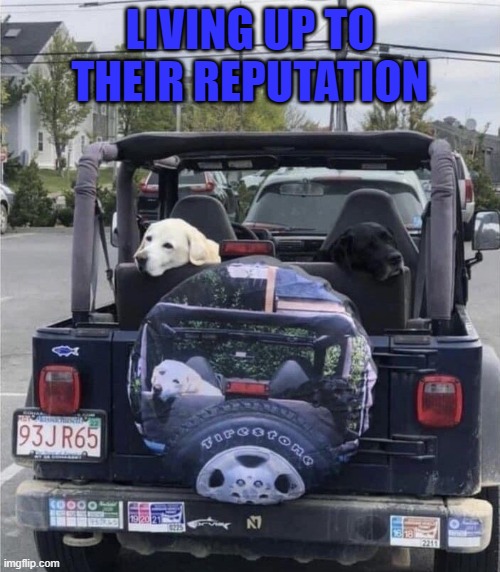 LIVING UP TO THEIR REPUTATION | image tagged in dogs | made w/ Imgflip meme maker