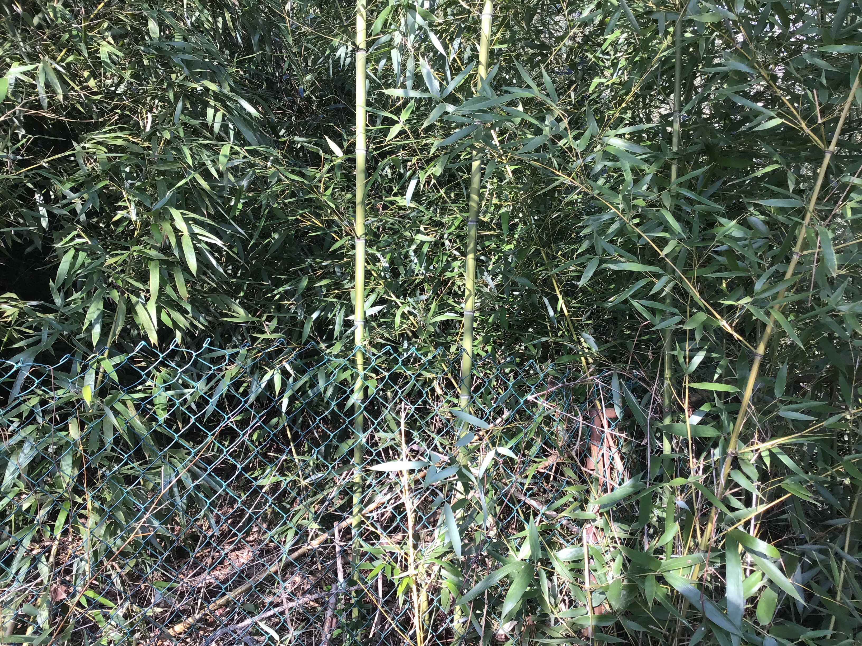 why there bamboo :skull: | made w/ Imgflip meme maker
