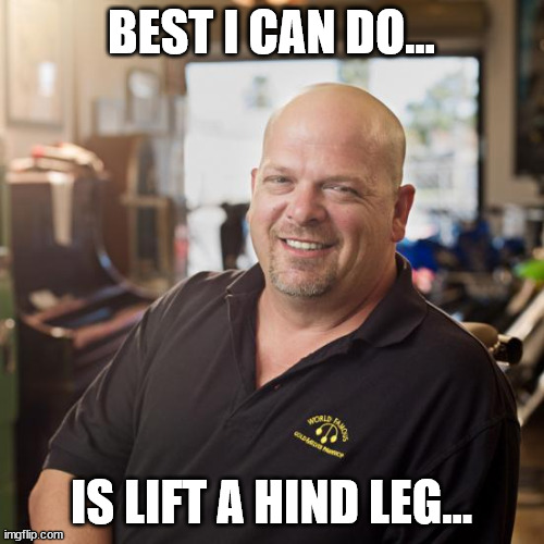 Best I can DO | BEST I CAN DO... IS LIFT A HIND LEG... | image tagged in best i can do | made w/ Imgflip meme maker