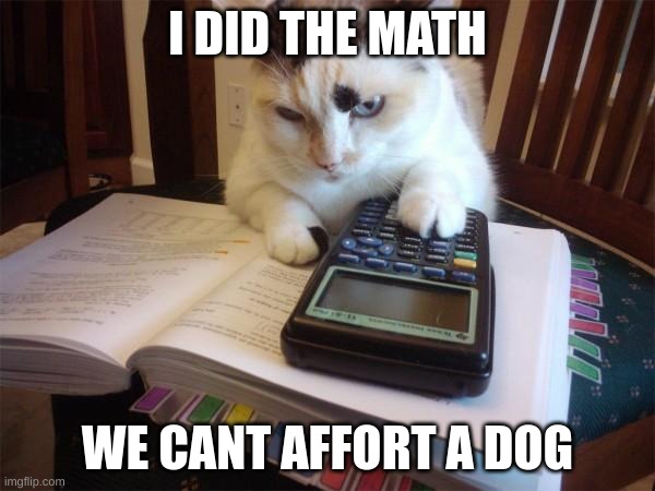 No dog in this house | I DID THE MATH; WE CANT AFFORT A DOG | image tagged in math cat,math,cat,cute,funny | made w/ Imgflip meme maker