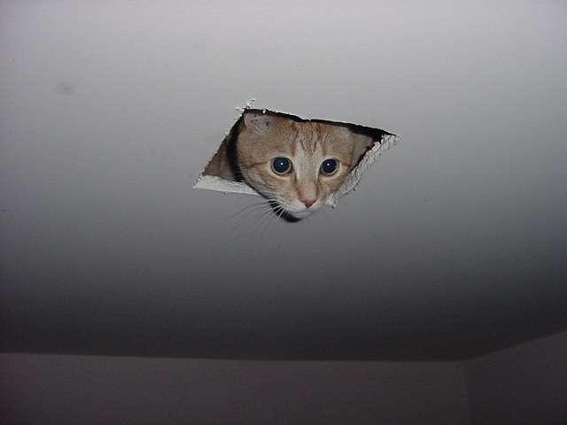 cat in ceiling Blank Meme Template