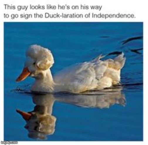 image tagged in ducks,quack,repost,memes,funny,usa | made w/ Imgflip meme maker