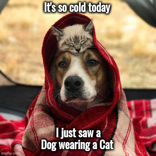 Lets unite | It's so cold today I just saw a Dog wearing a Cat | image tagged in lets unite | made w/ Imgflip meme maker