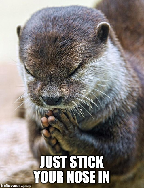 Thank you Lord Otter | JUST STICK YOUR NOSE IN | image tagged in thank you lord otter | made w/ Imgflip meme maker