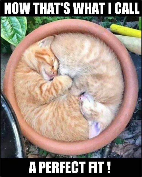 Kittens In A Bowl ! | NOW THAT'S WHAT I CALL; A PERFECT FIT ! | image tagged in cats,kittens,bowl,yin yang | made w/ Imgflip meme maker
