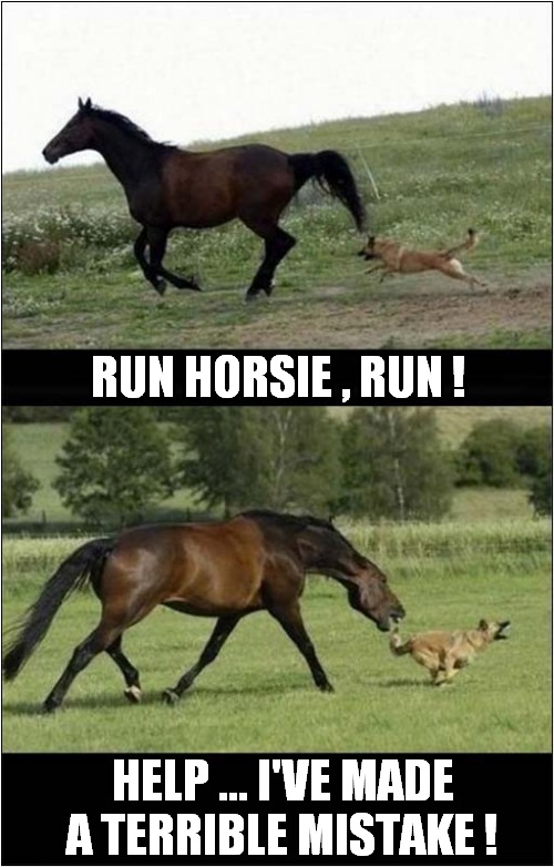 Chasing Vs Being Chased ! | RUN HORSIE , RUN ! HELP ... I'VE MADE A TERRIBLE MISTAKE ! | image tagged in dogs,horses,chasing,mistake | made w/ Imgflip meme maker