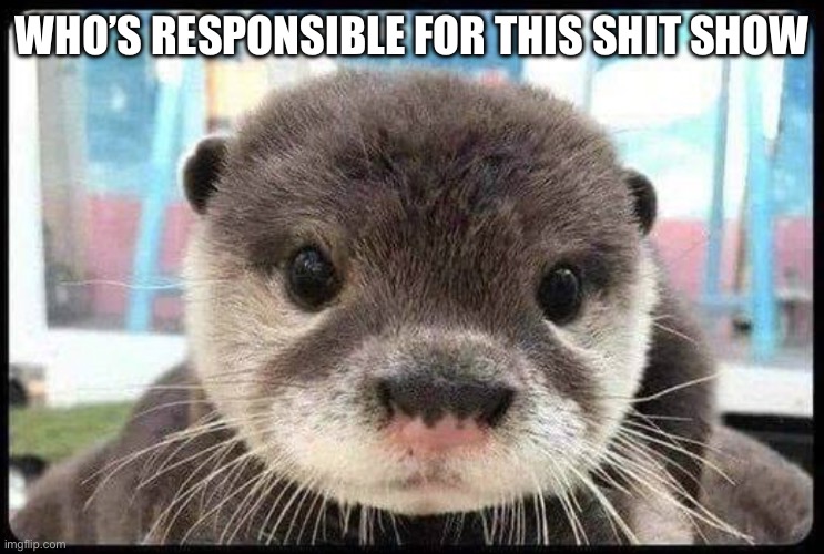 Shit Show | WHO’S RESPONSIBLE FOR THIS SHIT SHOW | image tagged in otter | made w/ Imgflip meme maker