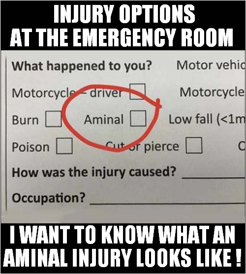 Should We Be Afraid Of Aminals ? | INJURY OPTIONS AT THE EMERGENCY ROOM; I WANT TO KNOW WHAT AN AMINAL INJURY LOOKS LIKE ! | image tagged in emergency,injury,questionnaire,aminals | made w/ Imgflip meme maker