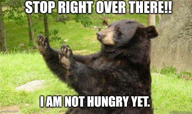 How about no bear | STOP RIGHT OVER THERE!! I AM NOT HUNGRY YET. | image tagged in how about no bear | made w/ Imgflip meme maker