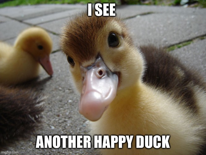 Cute duckling | I SEE ANOTHER HAPPY DUCK | image tagged in cute duckling | made w/ Imgflip meme maker