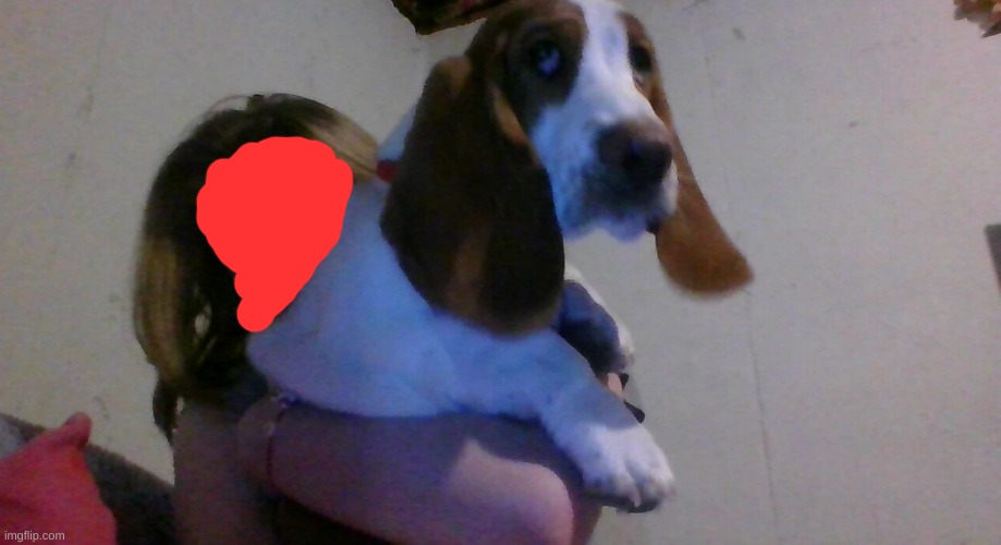 The puppy | made w/ Imgflip meme maker