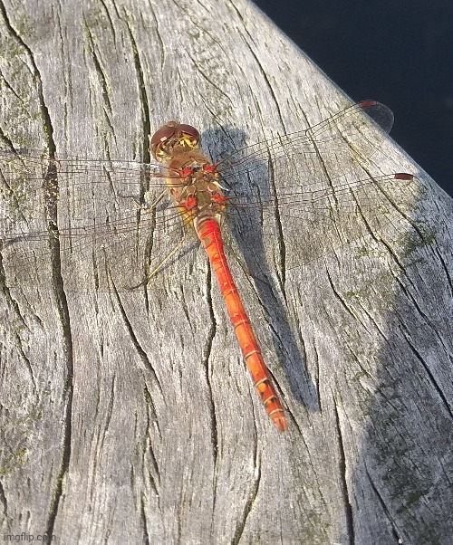 Beautiful closeup of a dragonfly | image tagged in picture | made w/ Imgflip meme maker