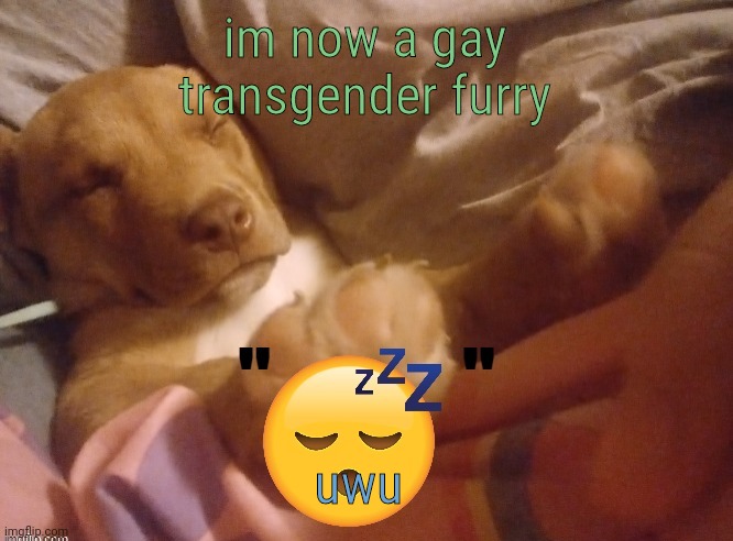 extremely common L (what the hell am I doing help) | im now a gay transgender furry; uwu | image tagged in quandale | made w/ Imgflip meme maker