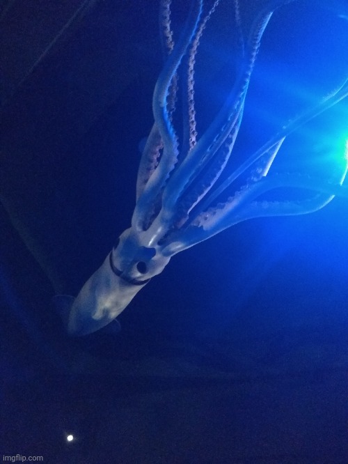 Phoot made in a museum that oddly looks good | image tagged in squid | made w/ Imgflip meme maker