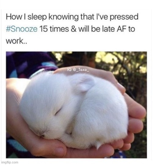 image tagged in cute,repost,bunny,memes,funny,bunnies | made w/ Imgflip meme maker