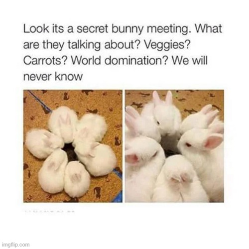 image tagged in repost,bunny,bunnies,meeting,memes,funny | made w/ Imgflip meme maker