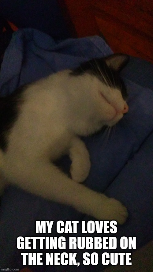 Cat | MY CAT LOVES GETTING RUBBED ON THE NECK, SO CUTE | made w/ Imgflip meme maker