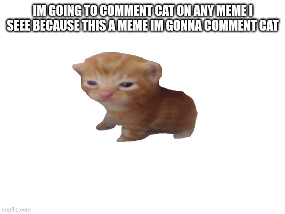 #CatForLife | IM GOING TO COMMENT CAT ON ANY MEME I SEEE BECAUSE THIS A MEME IM GONNA COMMENT CAT | image tagged in blank white template | made w/ Imgflip meme maker