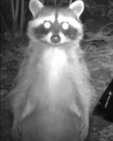 High Quality Staring Racoon Blank Meme Template