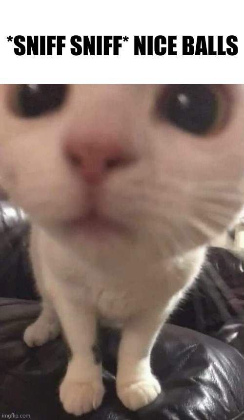 Nice | *SNIFF SNIFF* NICE BALLS | made w/ Imgflip meme maker