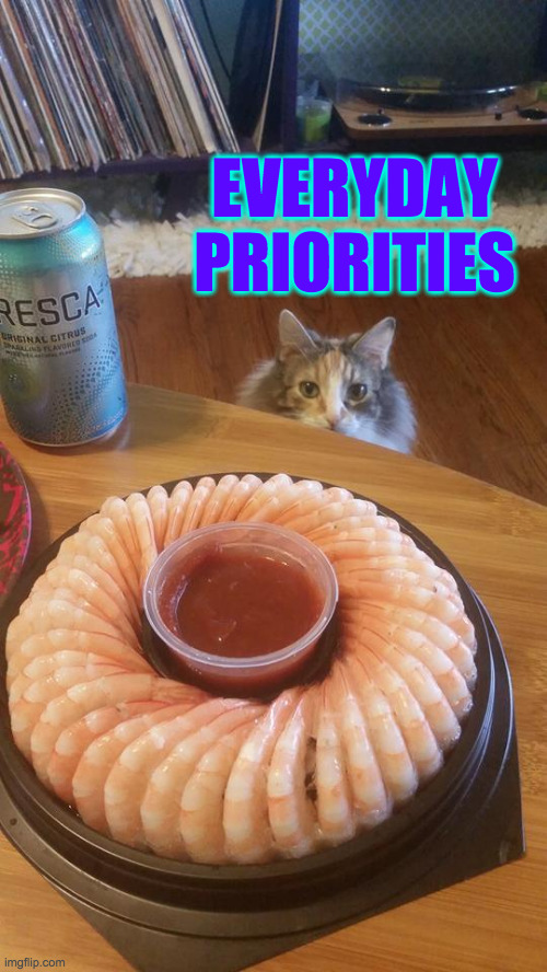 shrimpcat | EVERYDAY
PRIORITIES | image tagged in shrimpcat | made w/ Imgflip meme maker