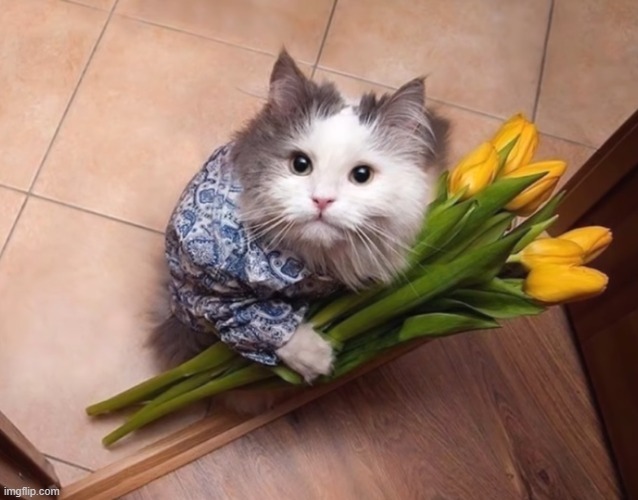 Cat with a bouquet of flowers | image tagged in cat,flowers | made w/ Imgflip meme maker