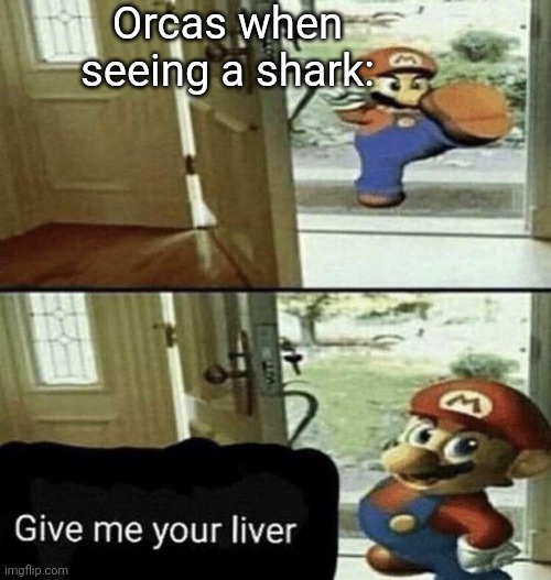 Eats it | Orcas when seeing a shark: | image tagged in give me your liver,animals | made w/ Imgflip meme maker