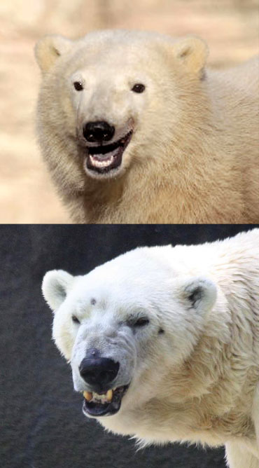 High Quality Polar Bear & Bipolar Bear Blank Meme Template