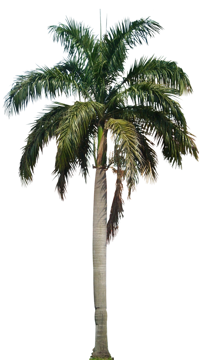 Royal Palm (PNG) Blank Meme Template