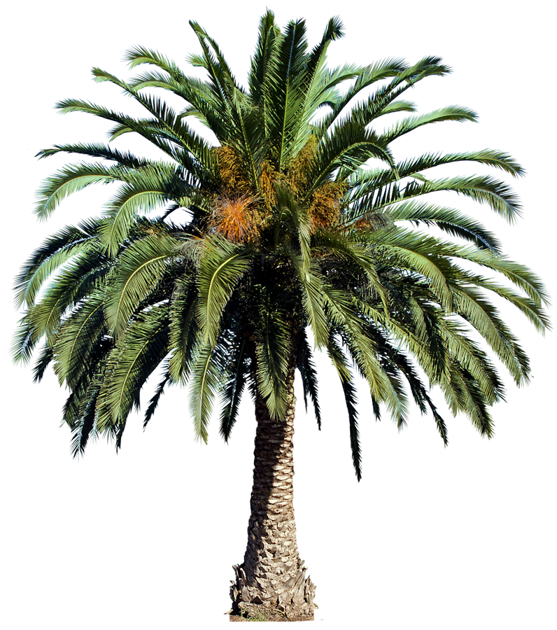 Canary Island Date Palm (PNG) Blank Meme Template