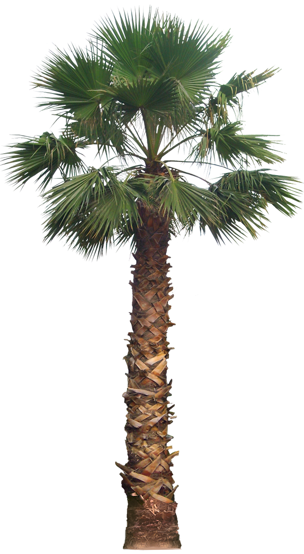 High Quality Mexican Fan Palm (PNG) Blank Meme Template