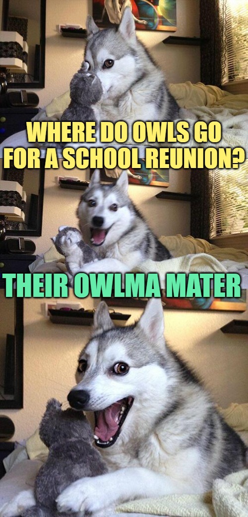 Where do owls go for a school reunion? | WHERE DO OWLS GO FOR A SCHOOL REUNION? THEIR OWLMA MATER | image tagged in memes,bad pun dog,funny,jokes,owls,humor | made w/ Imgflip meme maker