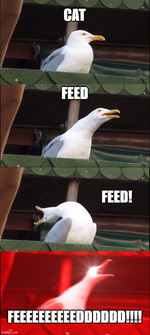 Inhaling Seagull Meme | CAT; FEED; FEED! FEEEEEEEEEEDDDDDD!!!! | image tagged in memes,inhaling seagull | made w/ Imgflip meme maker