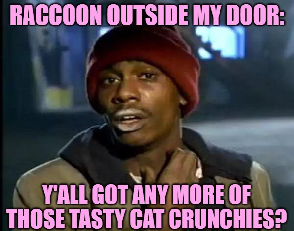 Racoon Visitor | RACCOON OUTSIDE MY DOOR:; Y'ALL GOT ANY MORE OF THOSE TASTY CAT CRUNCHIES? | image tagged in memes,y'all got any more of that,cat lady,funny,jokes,lol | made w/ Imgflip meme maker