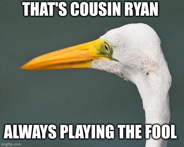 Regret Egret | THAT'S COUSIN RYAN ALWAYS PLAYING THE FOOL | image tagged in regret egret | made w/ Imgflip meme maker